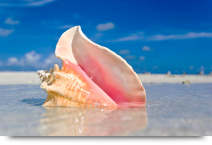 Hidden treasures. Find a conch shell, Sal Cape Verde islands