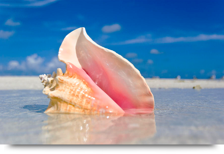Info and facts about Cape Verde islands and Sal. Hidden treasures. Find conch shell just north of Palmeria town on island Sal Cape Verde. Children activity.