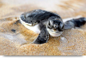 Loggerhead turtles & turtle eggs on the beach of Cape Verde islands Sal