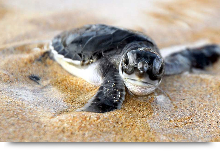 Loggerhead turtles & turtle eggs on the beach of Cape Verde islands Sal, Boa Vista, Santiago. Nesting & hatching