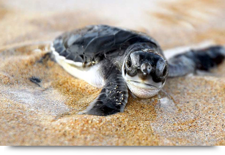 hyppigt Maori terrorisme Loggerhead turtles & turtle eggs on Cape Verde islands Sal