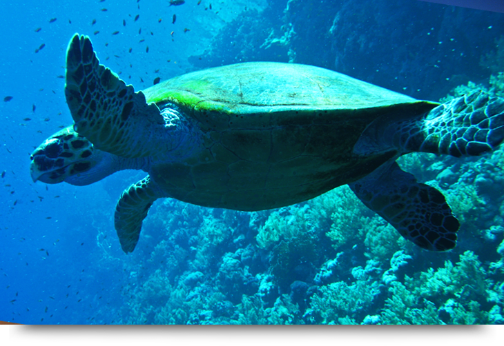Scuba diving and Snorkeling in Cape Verde Islands Sal. Reefs, ship wrecks, beaches. See sharks turtles stingrays